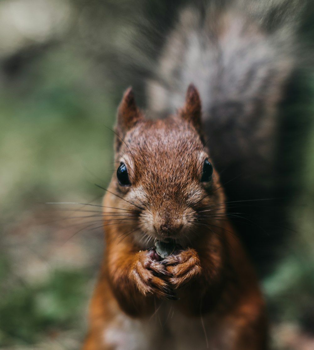 Selektive Fokusfotografie von Eichhörnchen