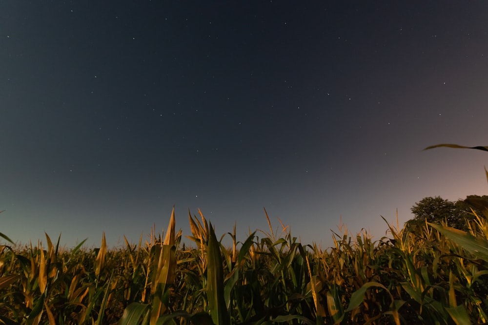 varredura árvore sob o céu azul