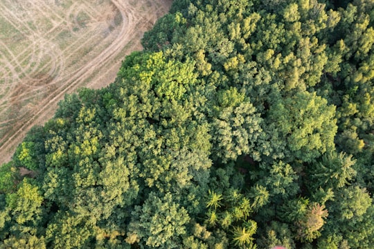 birds eye view of trees in Rostock Germany