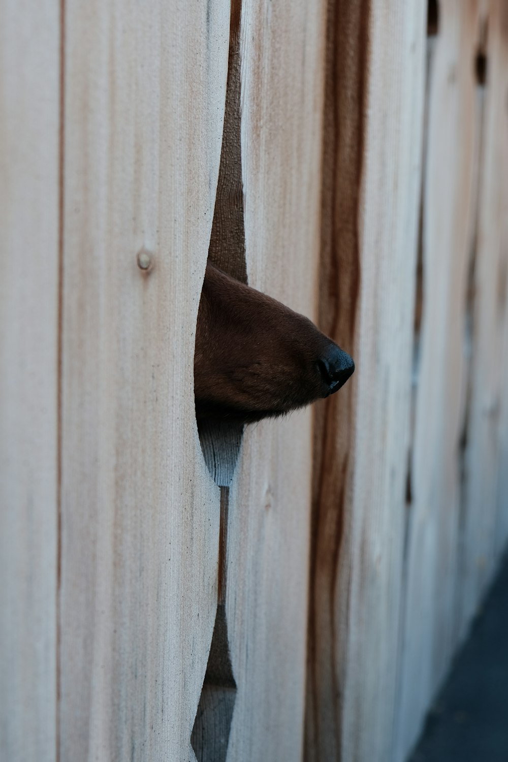 brown wooden fence