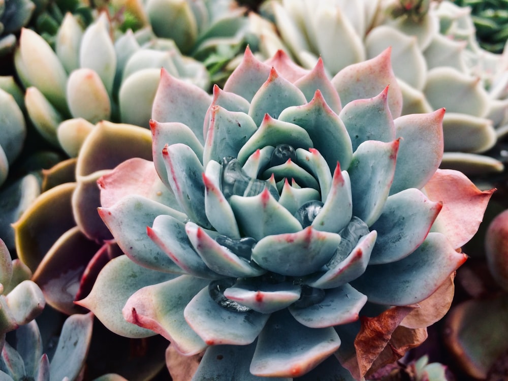 green succulent plant