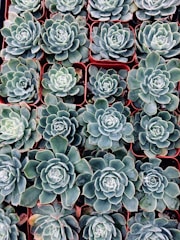 A collection of neatly arranged potted succulents, each filling a square terracotta pot. The succulents display a variety of rosette shapes with thick, fleshy leaves in shades of green with hints of blue and subtle red tips.