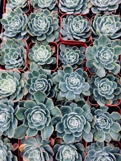 A collection of neatly arranged potted succulents, each filling a square terracotta pot. The succulents display a variety of rosette shapes with thick, fleshy leaves in shades of green with hints of blue and subtle red tips.