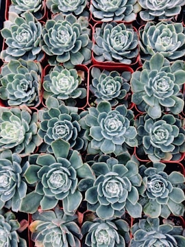 A collection of neatly arranged potted succulents, each filling a square terracotta pot. The succulents display a variety of rosette shapes with thick, fleshy leaves in shades of green with hints of blue and subtle red tips.