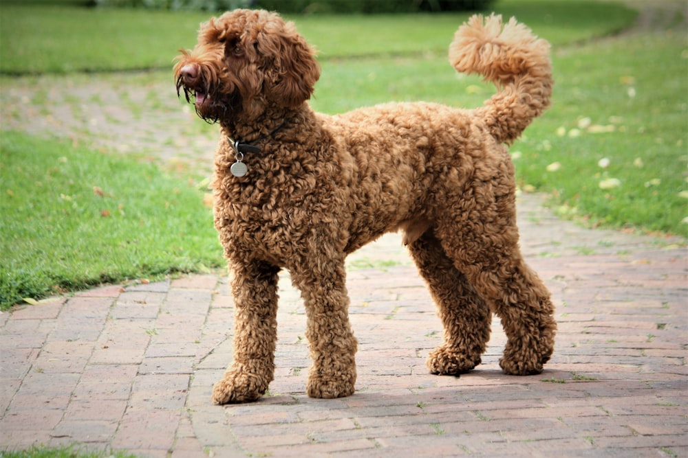 labradoodle dog facing sideways