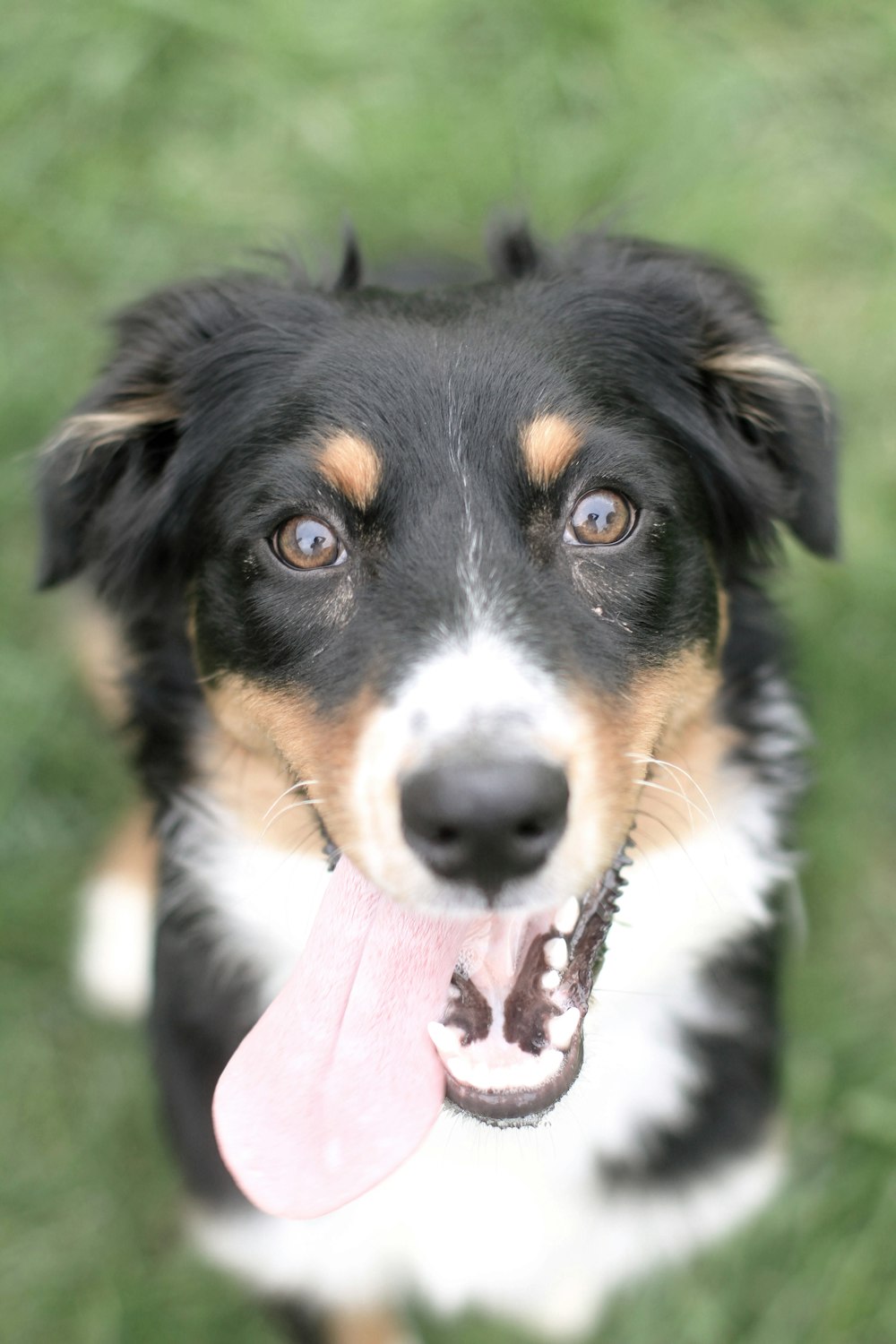 a close up of a dog with a tongue hanging out