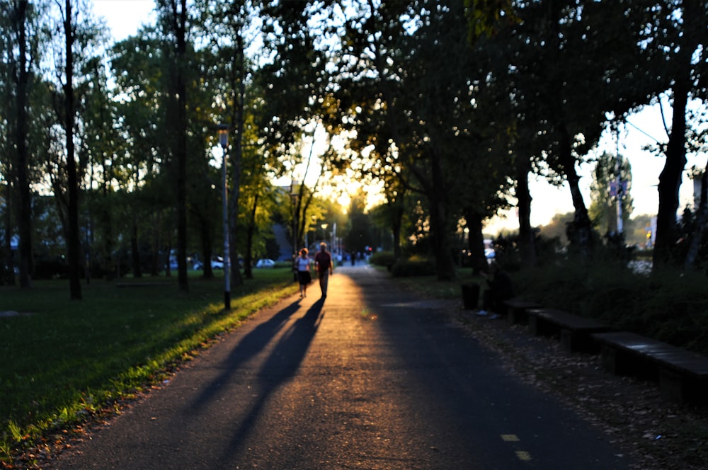 two people walking on park pathway surrounded by trees at daytime