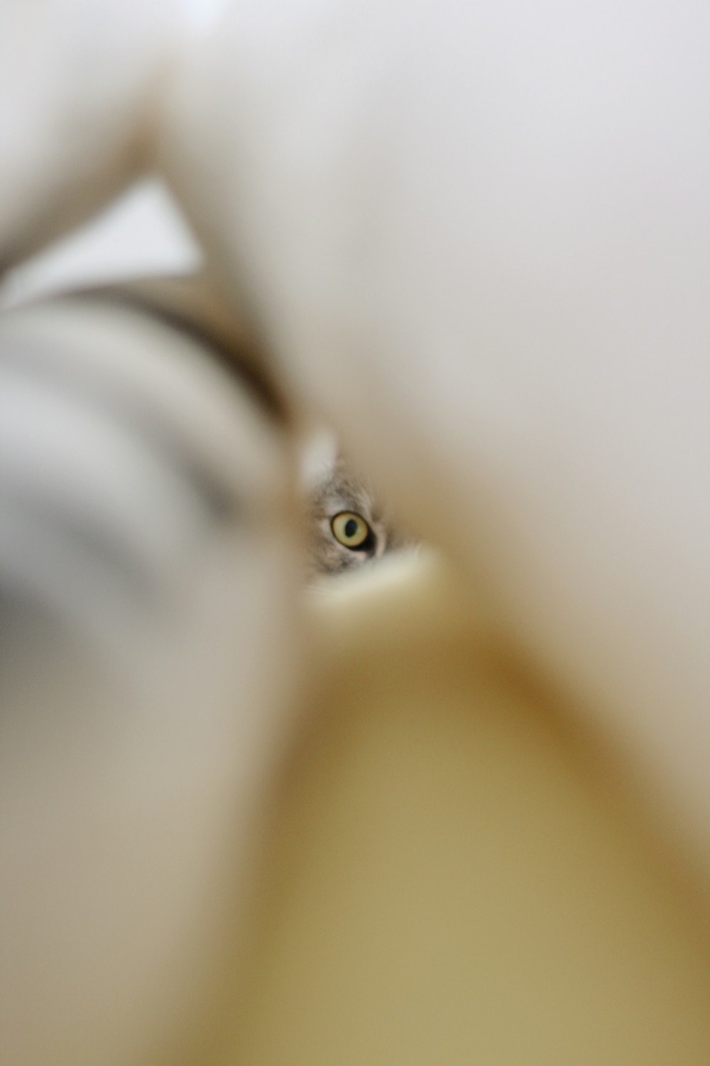 a close up of a white flower with a green eye