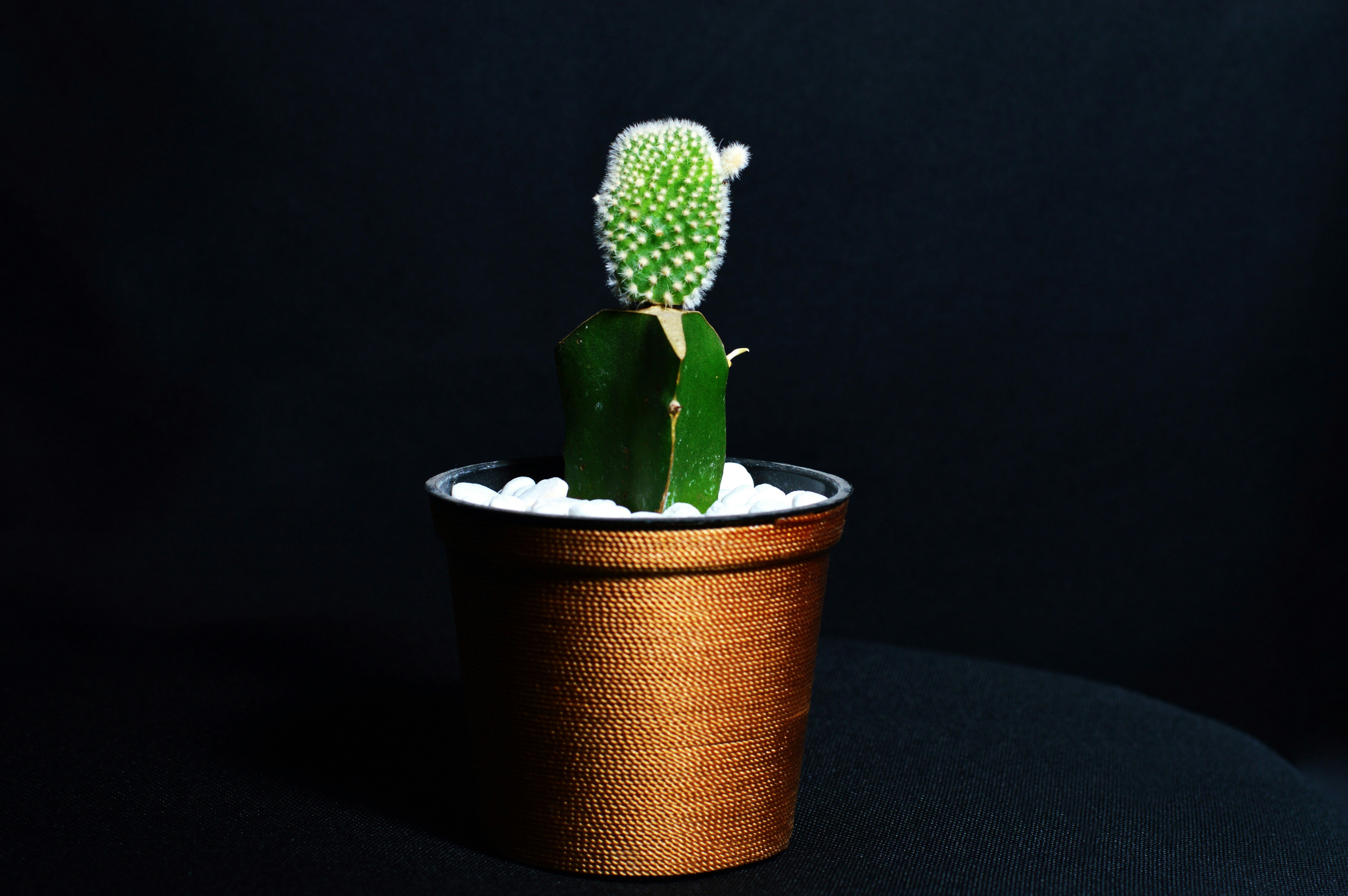 Photo by lerry_advent