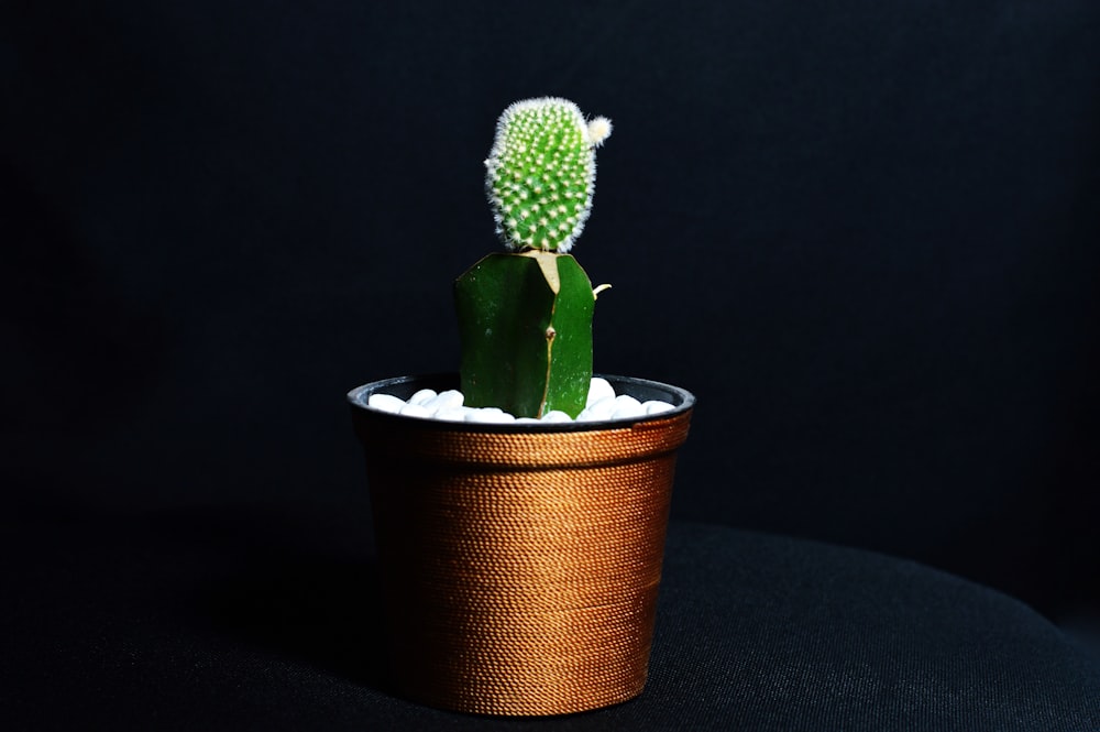 green cactus in gold pot