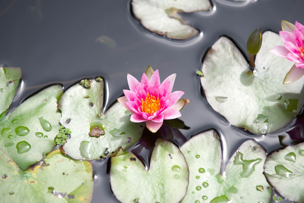 pink petaled flowers