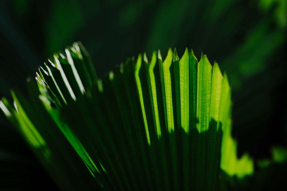 a close up view of a green leaf