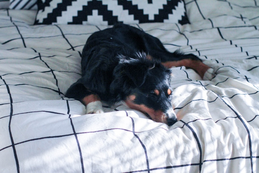 a black and brown dog laying on top of a bed