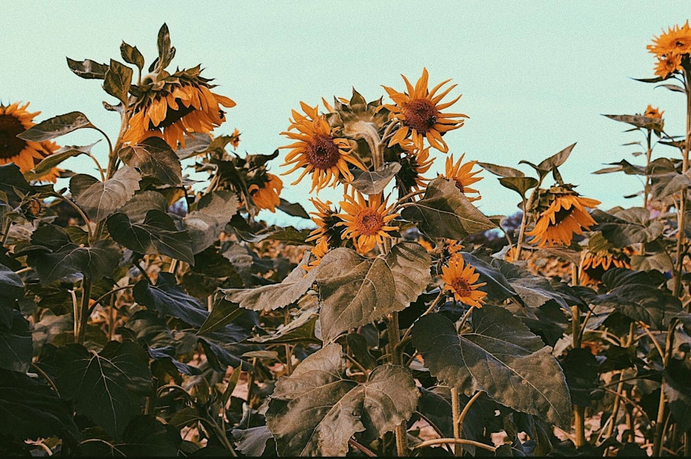 sunflower field