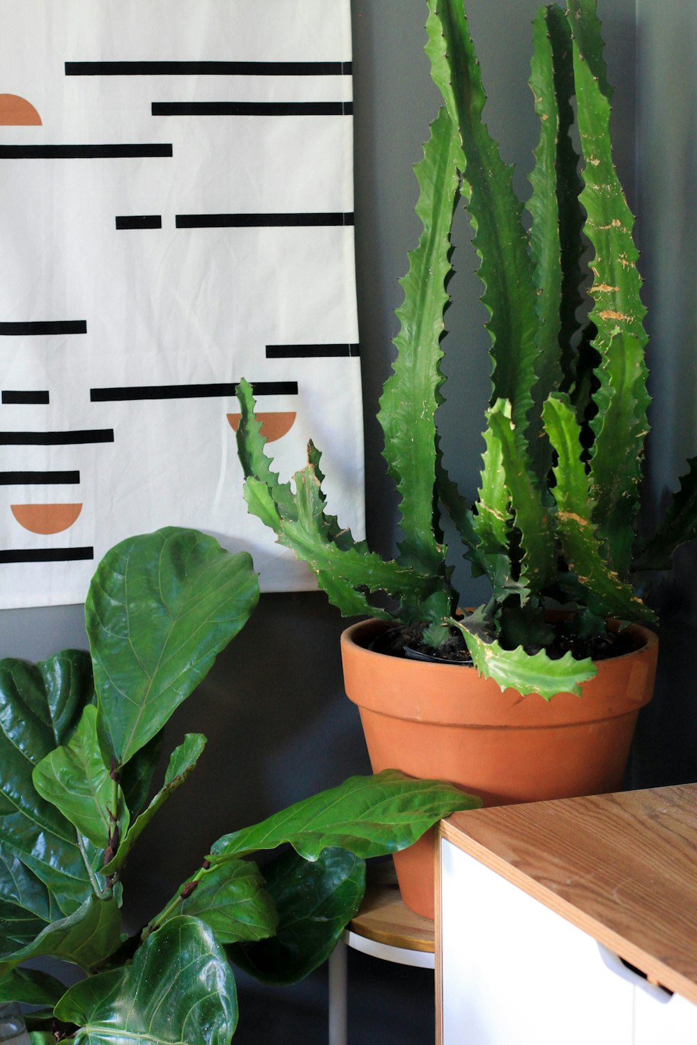 a couple of plants that are on a table