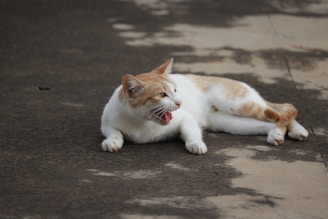 A cat with white and orange fur lies on a textured surface. It appears to be yawning or meowing, with its mouth open. The surface is mottled with darker and lighter patches, providing a contrast to the cat's fur.