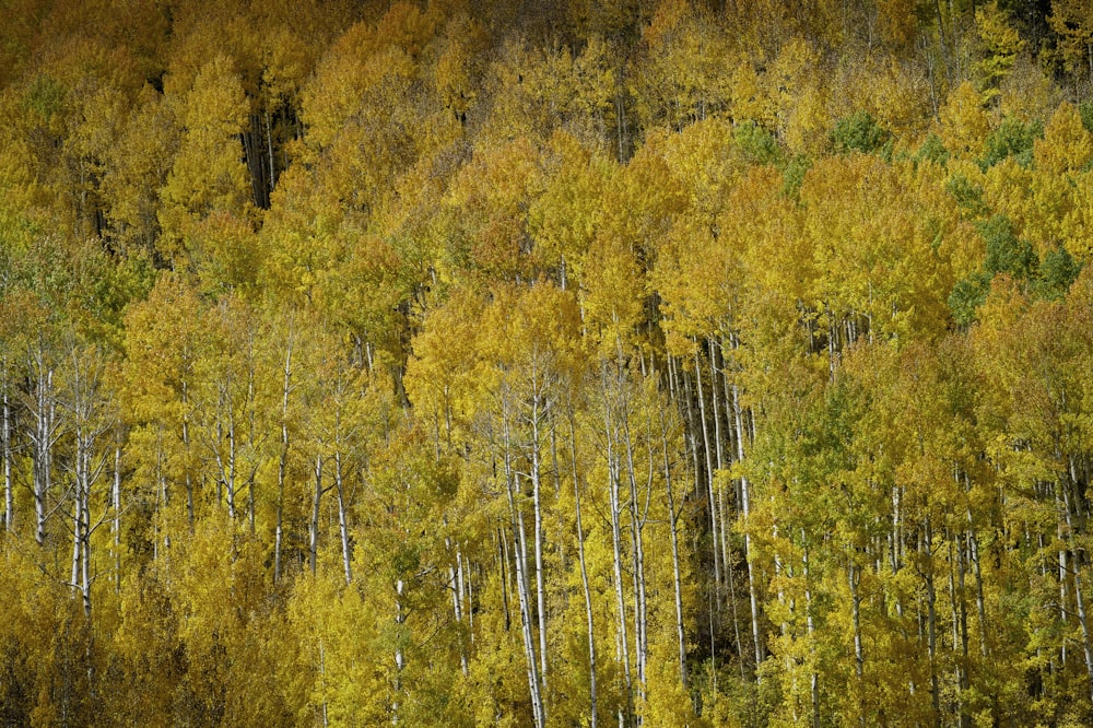 yellow leafed trees