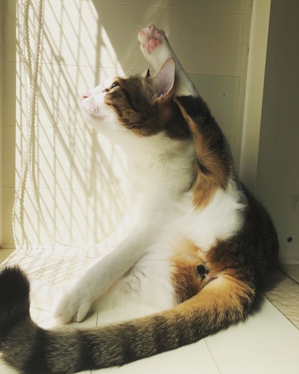 Sunlit room with a large window and a cat stretching on a padded perch.