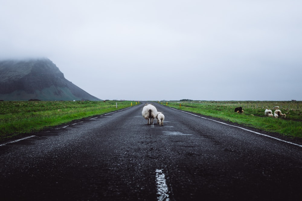 white sheep and and lamb on middle of road