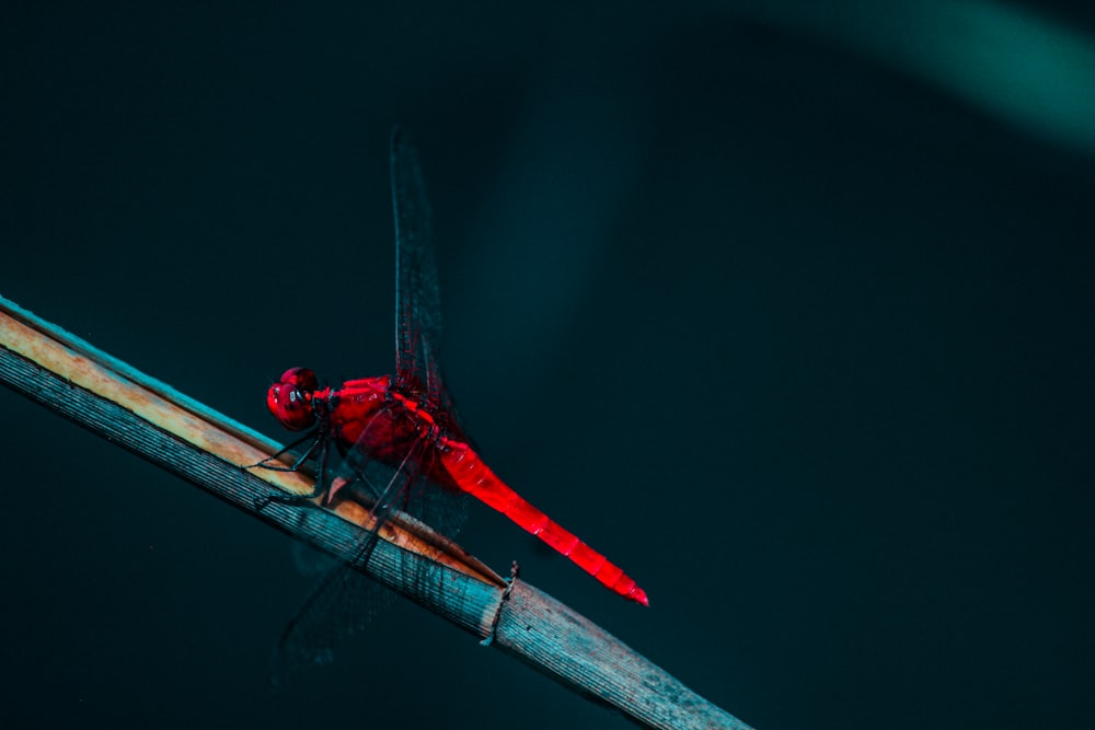 red dragonfly perched on the gray branch