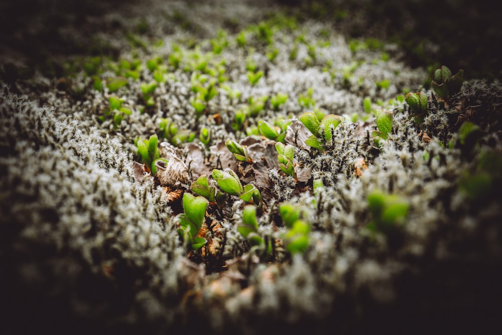 green young plants sprouting on ground