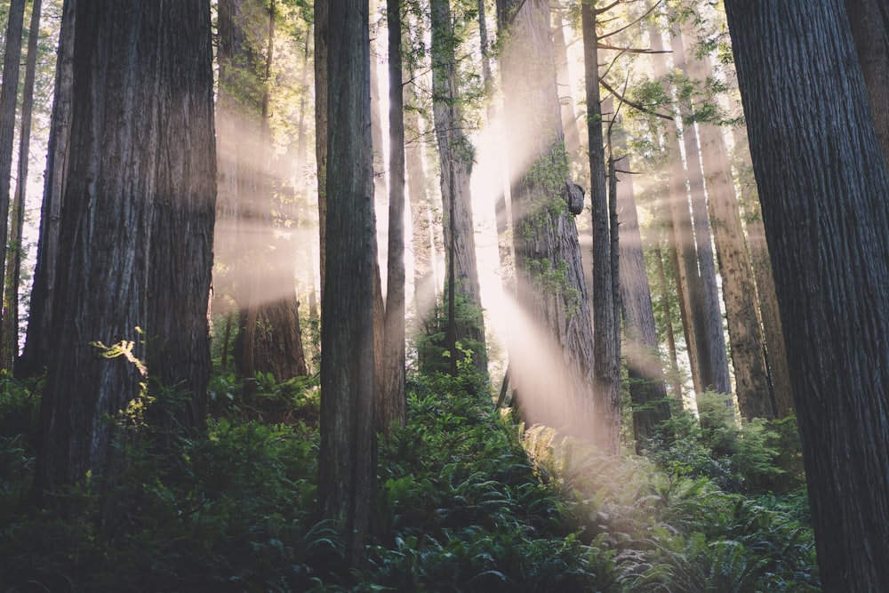 sunlight crosses on trees