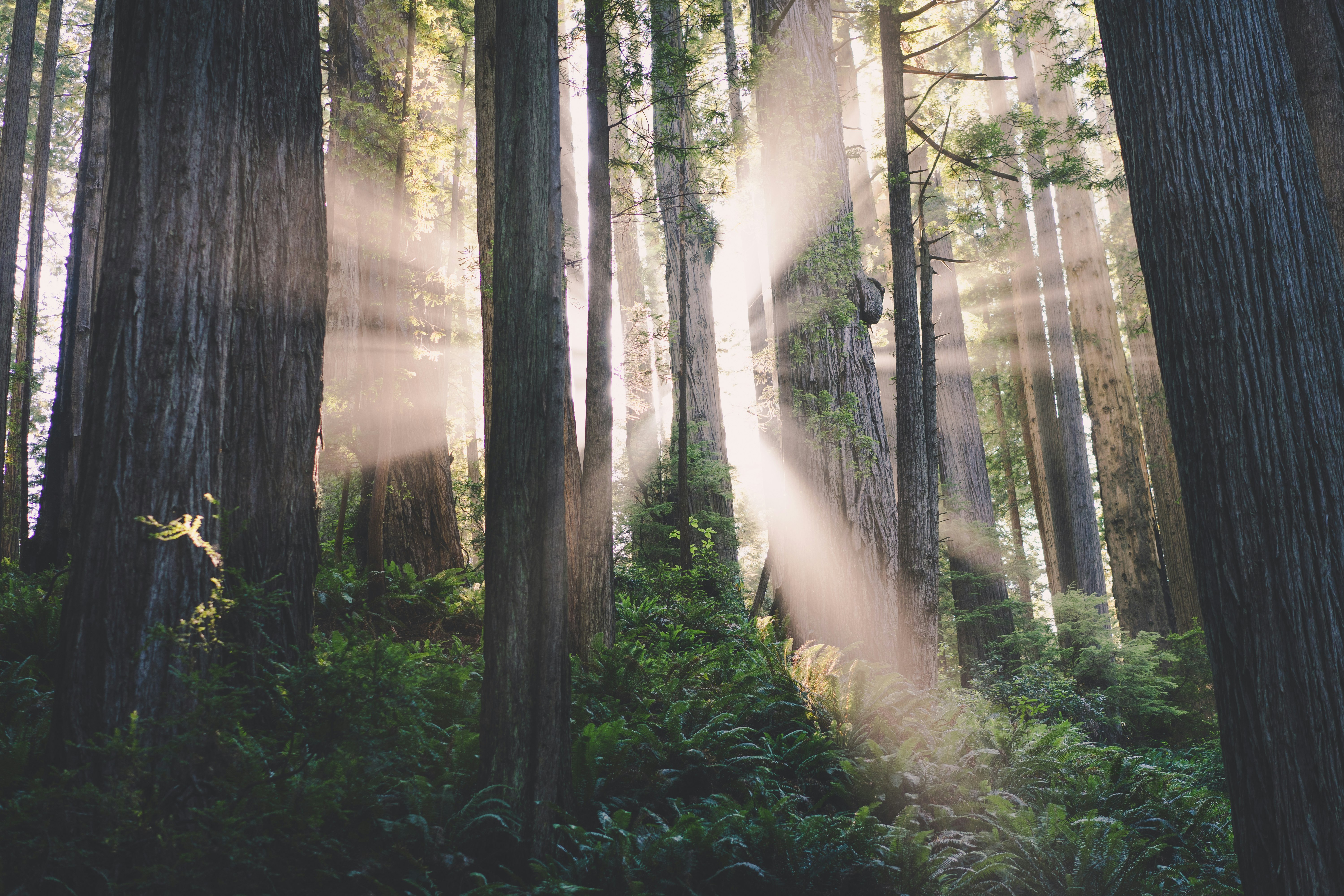 sunlight crosses on trees