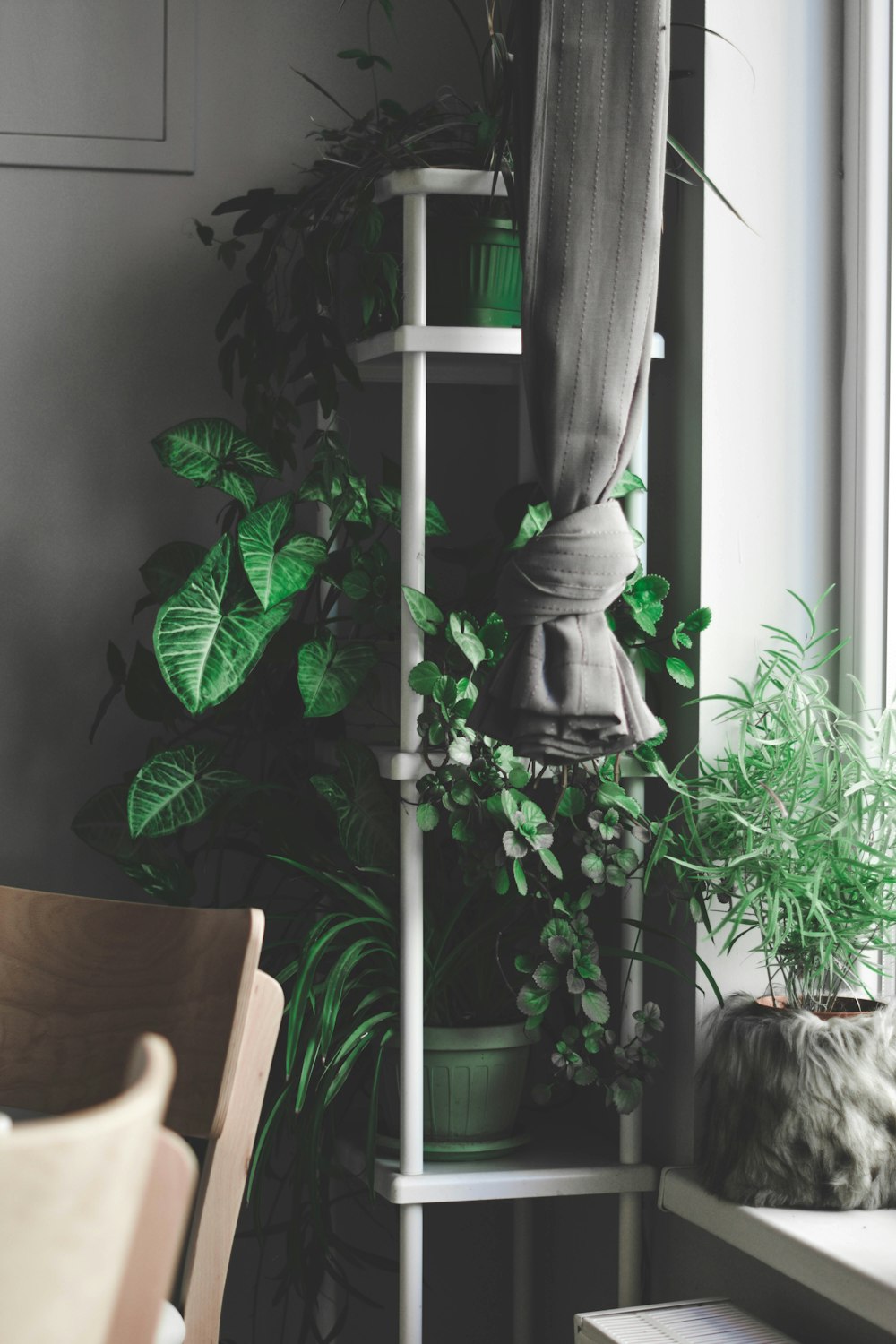 plants on top of shelves