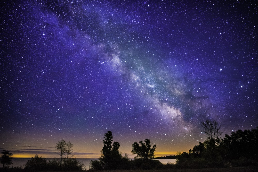 silhouette of trees during nighttime