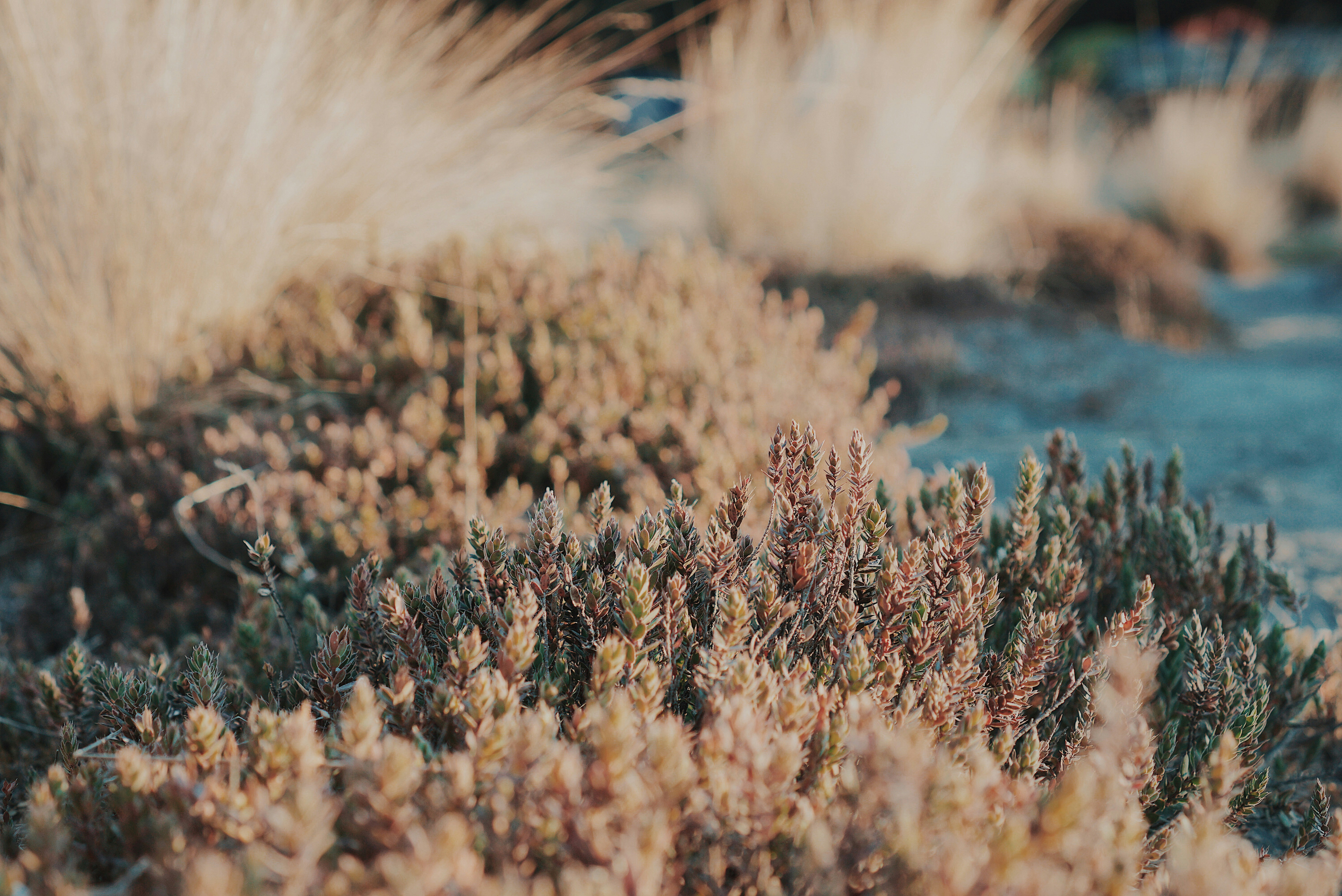 white flowering plants near body of water