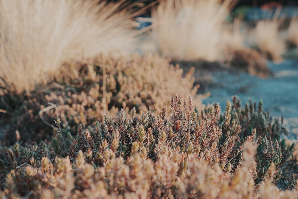 white flowering plants near body of water