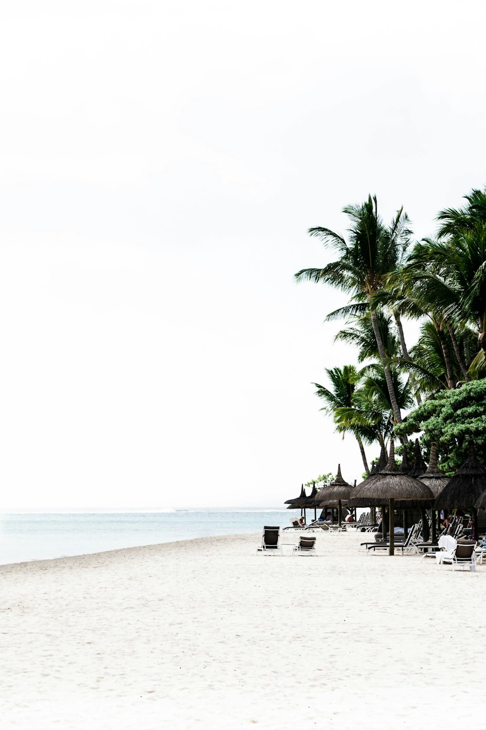 green coconut palm trees beside seashore