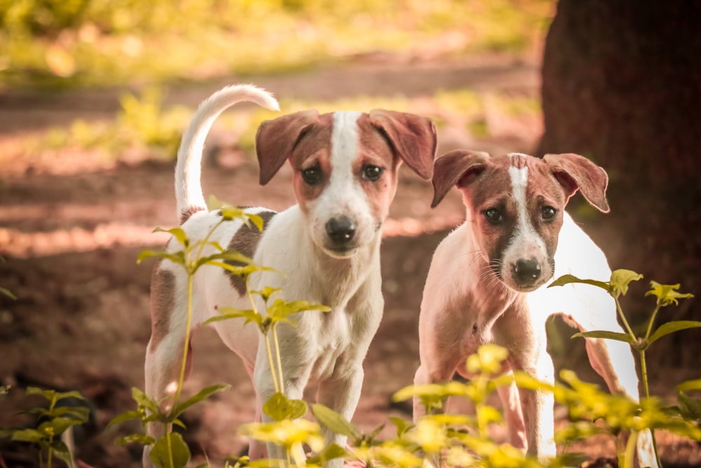 two white-and-tan Mudhol hound puppies