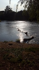 A tranquil riverbank with sunlight reflecting off the water.