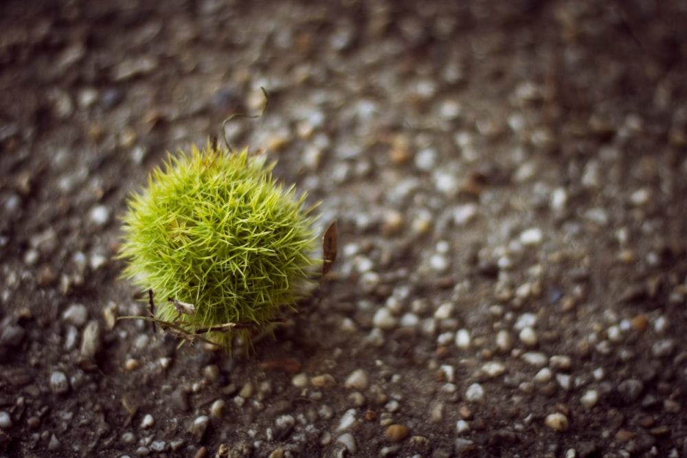 close-up photography of round green fruit