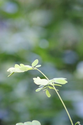 A delicate plant stem with light green leaves is prominently featured against a soft, blurred background of various green shades. The focus on the leaves creates a serene and natural atmosphere.