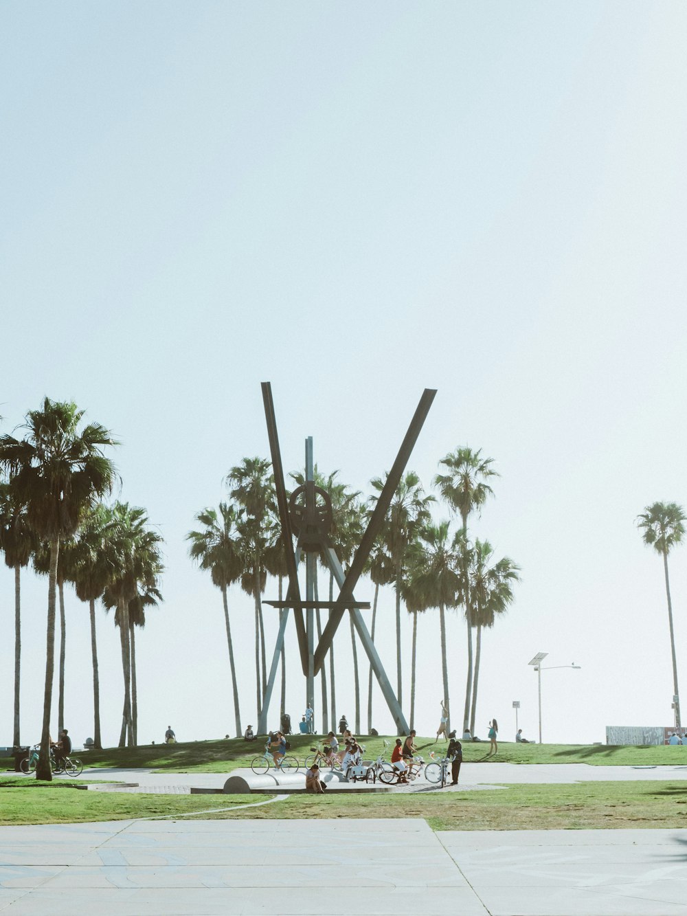 group of people at park near palm trees
