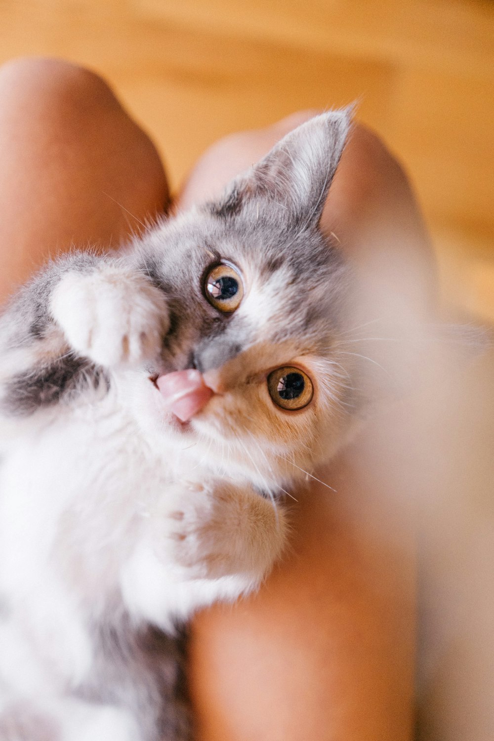 kitten lying on person's palm