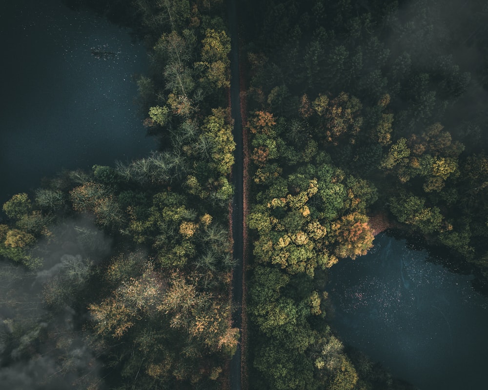 aerial photography of concrete road between trees and blue body of water