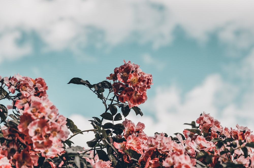 ピンクの花びらの花