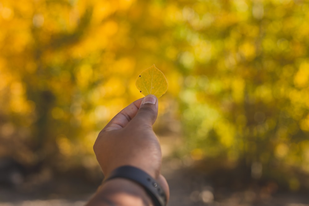 selective focus photography of diamond shaped yellow leaf