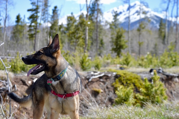 A German Shepherd dog stands outdoors, wearing a red harness and a colorful collar. In the background, snow-capped mountains and evergreen trees are visible under a clear blue sky.