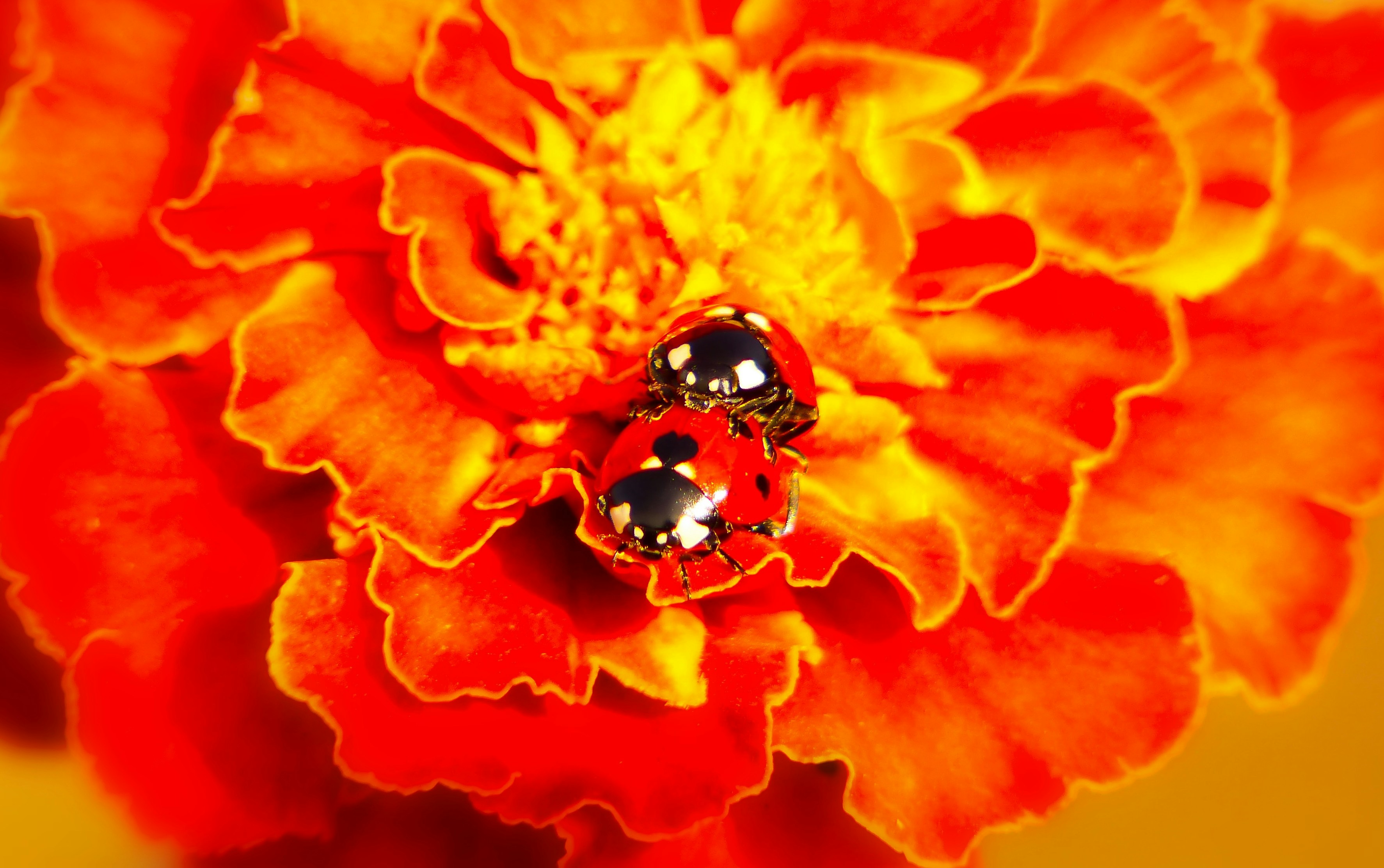 two ladybirds mating