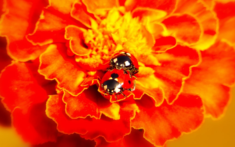 two ladybirds mating