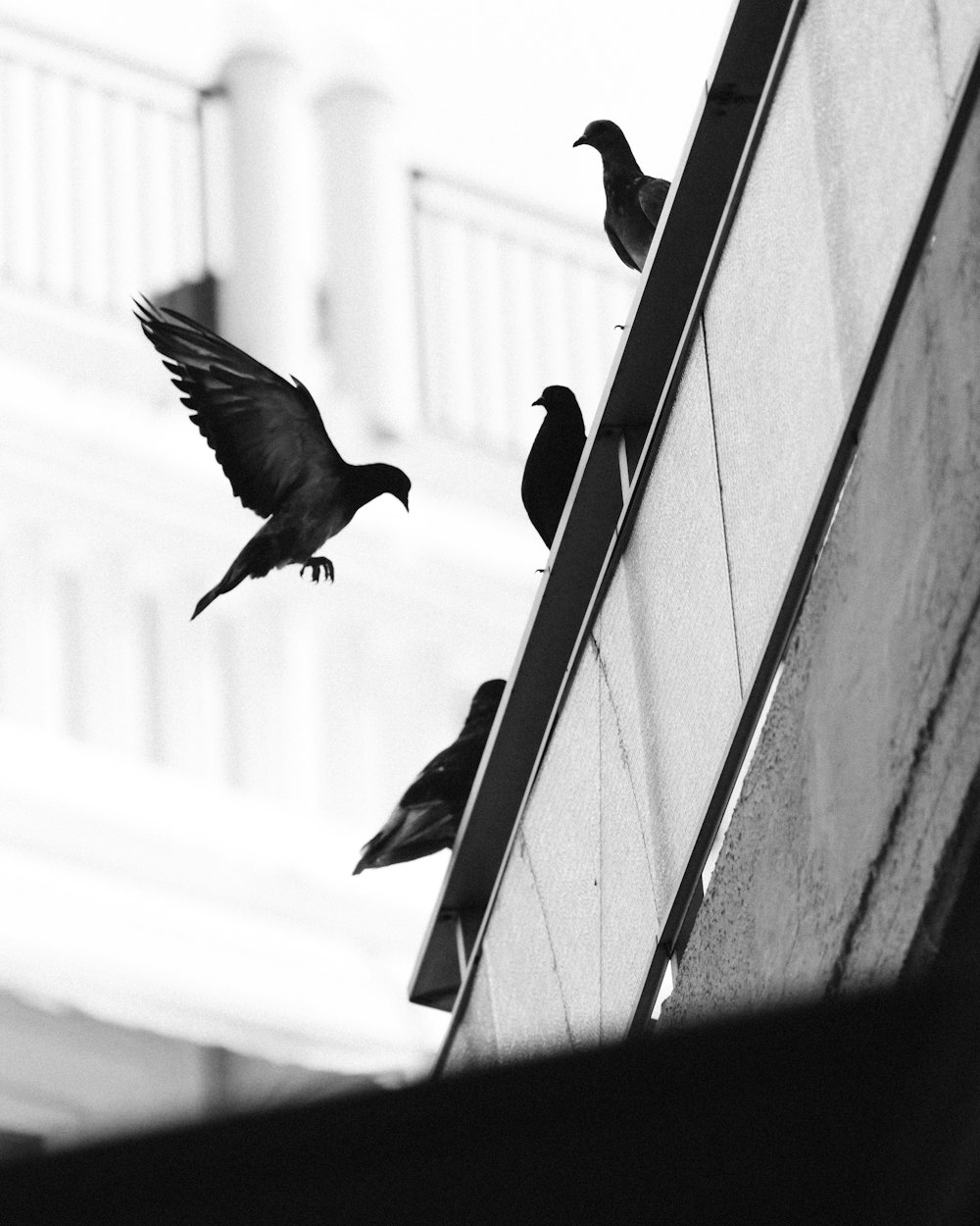 flock of pigeons at the edge of the roof