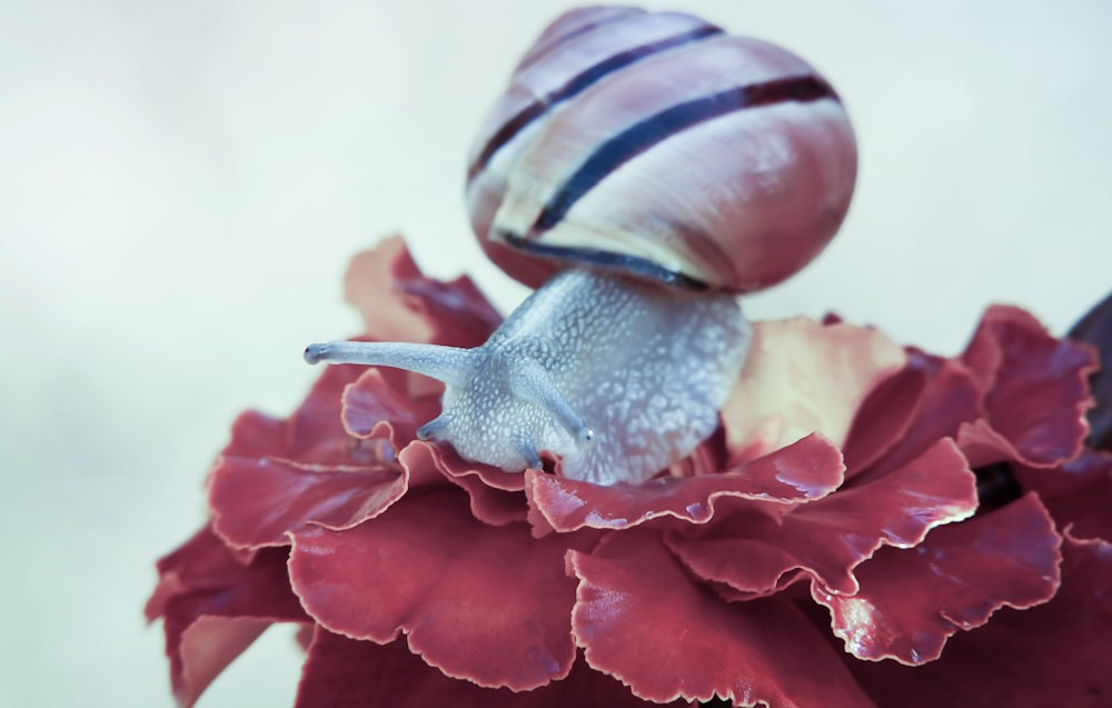 gray snail on red flower