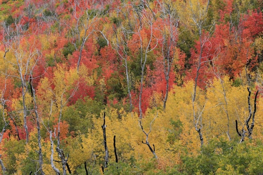 green, brown, and orange leafed trees in Alpine United States