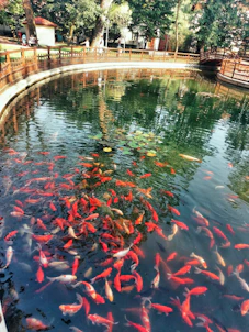 A vibrant pond filled with numerous brightly colored koi fish swimming near the surface. The water is clear and reflects the surrounding wooden fences and lush greenery. Trees and plants in the background add a tranquil, natural atmosphere to the setting.