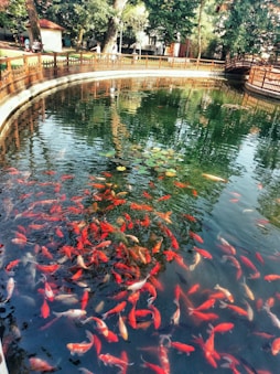 A vibrant koi pond with colorful fish swimming among aquatic plants and a small waterfall.