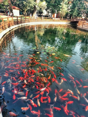 A vibrant koi pond with colorful fish swimming among aquatic plants and a small waterfall.